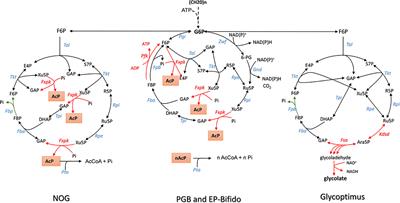 Synthetic Biology Applied to Carbon Conservative and Carbon Dioxide Recycling Pathways